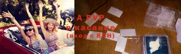 сатива Беломорск